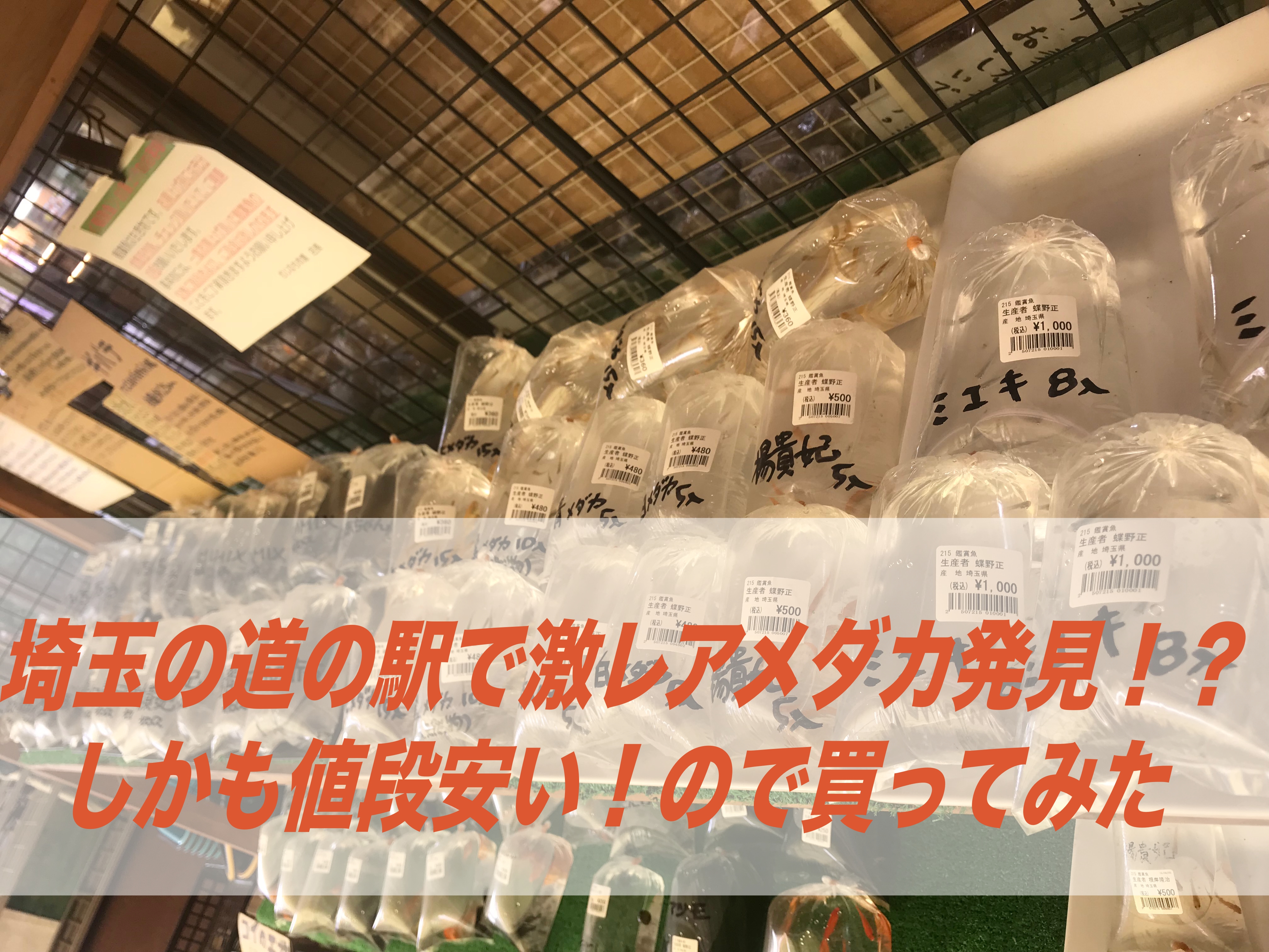 道の駅 メダカ 埼玉の道の駅で激レアメダカ発見 しかも値段安い 買ってみた 羽生 しょーとかっとブログ