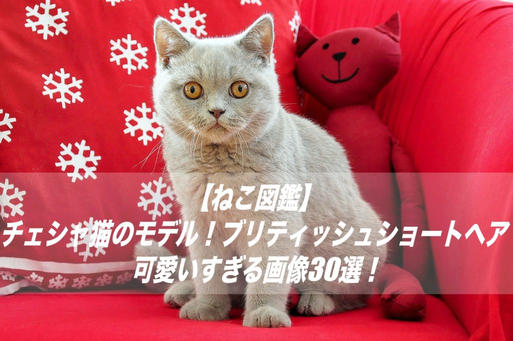 ねこ図鑑 チェシャ猫のモデル ブリティッシュショートヘア可愛いすぎる画像30選 性格 飼い方 しょーとかっとブログ