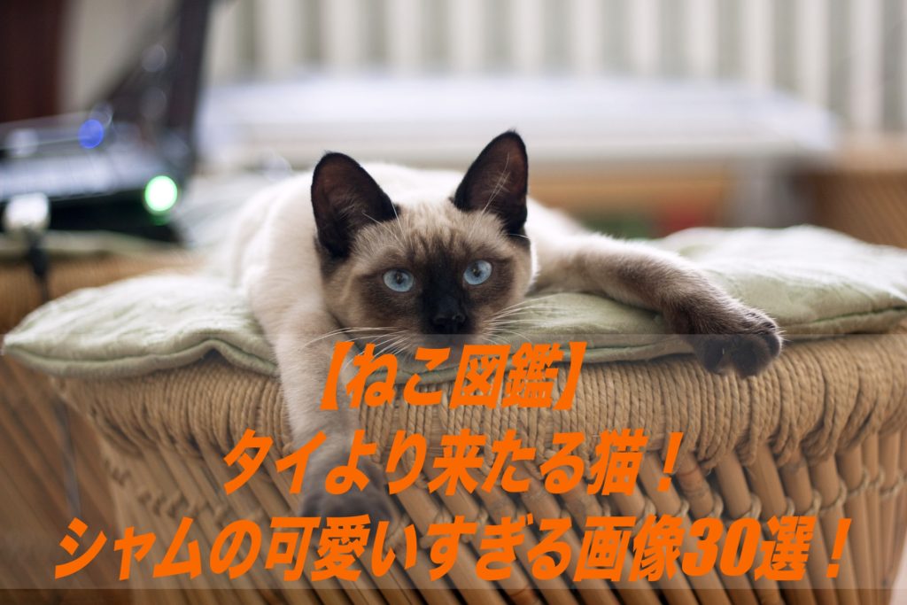 ねこ図鑑 タイより来たる猫 シャムの可愛いすぎる画像30選 性格 飼い方 しょーとかっとブログ