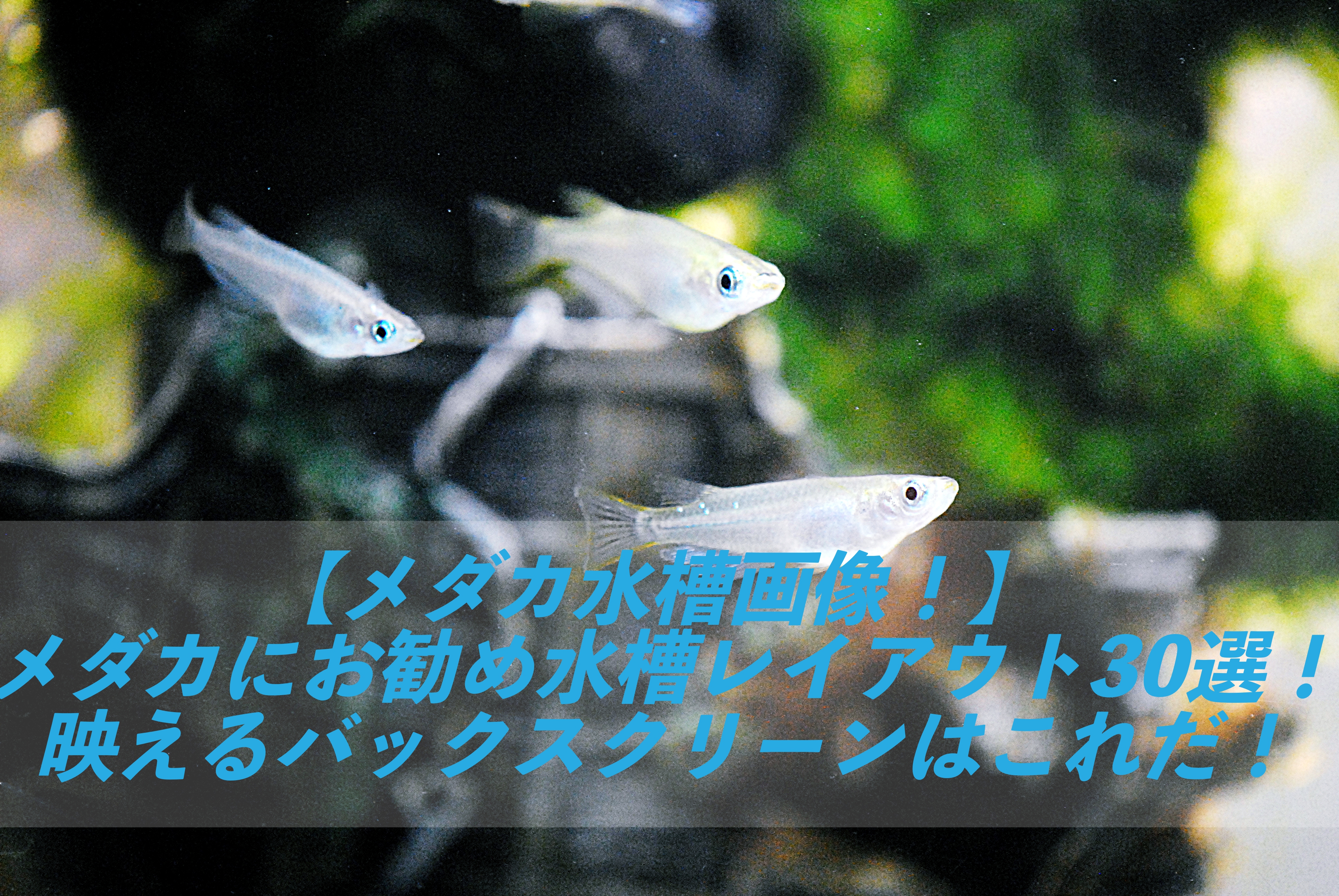 メダカ水槽画像 淡水魚 メダカにお勧め水槽レイアウト30選 映える水草バックスクリーンはこれだ 屋外水槽 しょーとかっとブログ