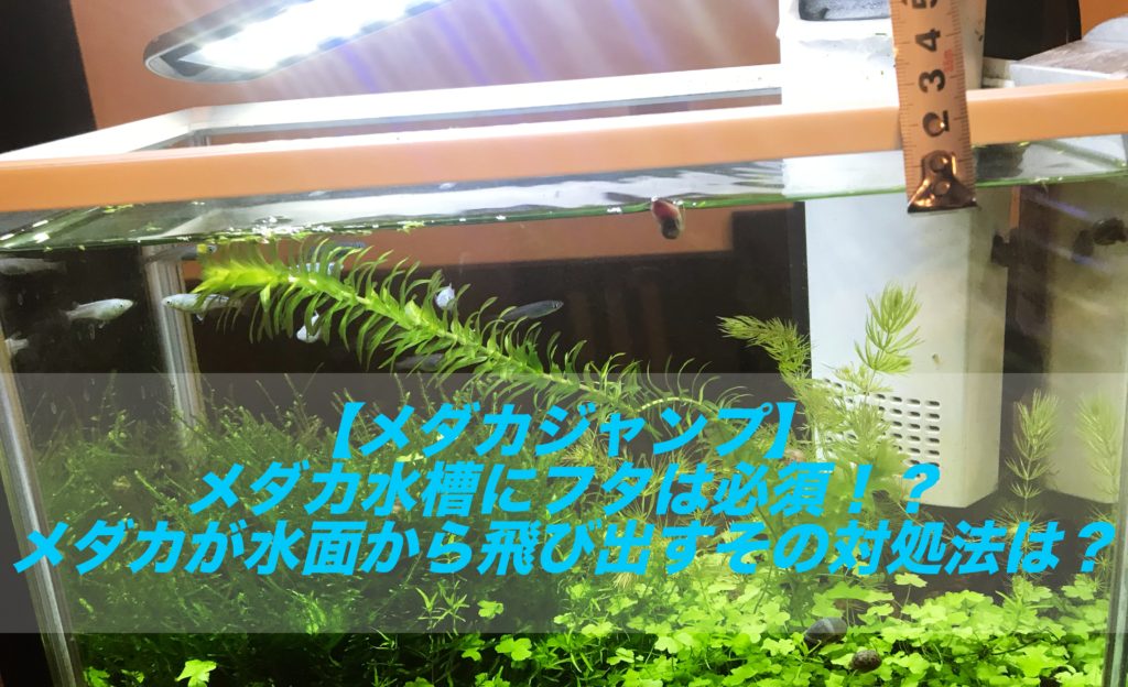 メダカジャンプ メダカ水槽にフタは必須 メダカが水面から飛び出すその対処法は 高さ しょーとかっとブログ