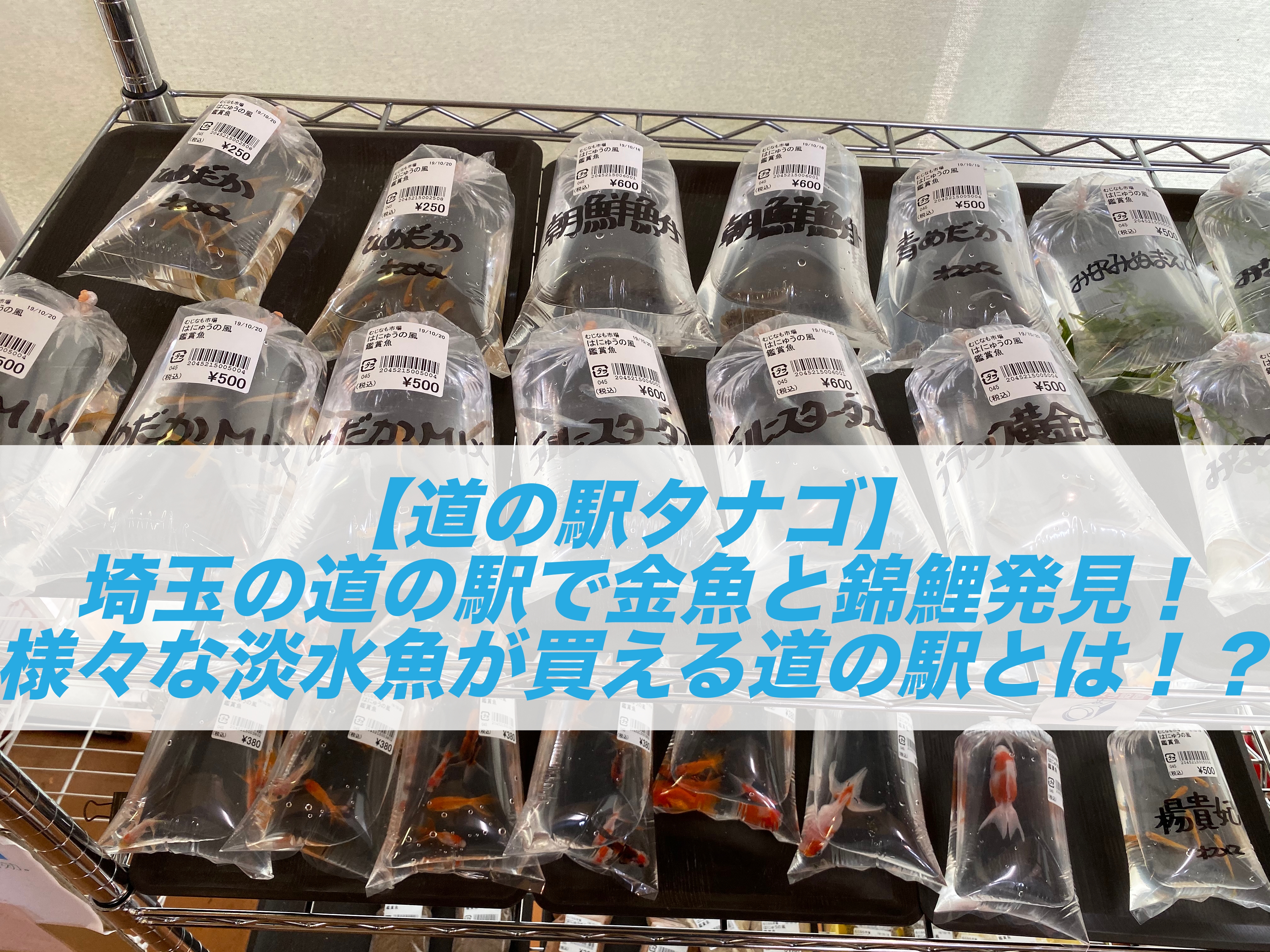 道の駅タナゴ 埼玉の道の駅で金魚と錦鯉発見 様々な淡水魚が買える道の駅とは ソウギョやナマズも しょーとかっとブログ