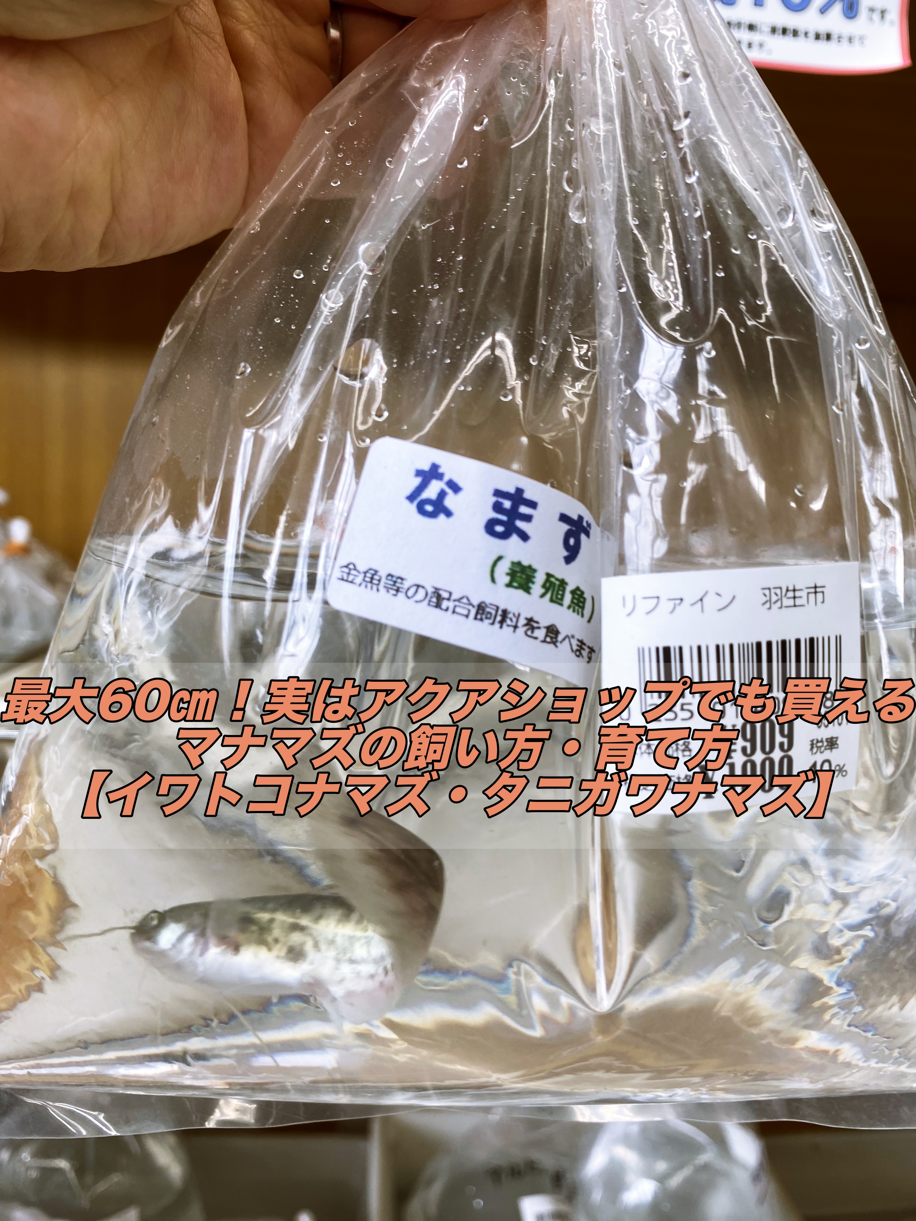 日本淡水魚ナマズ 最大60 実はアクアショップでも買えるマナマズの飼い方 育て方 イワトコナマズ タニガワナマズ しょーとかっとブログ